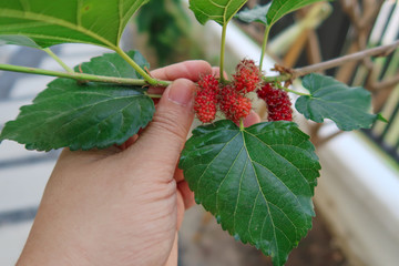 Red mulberry fruit, On brown branches and green leaves, Close up.