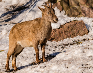 East Caucasian tur or Daghestan tur (Capra caucasica cylindricornis) female with rocks and snow background with sunlight