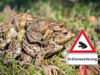 Krötenwanderung Schild Warnung