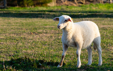 Obraz premium sheep in a field