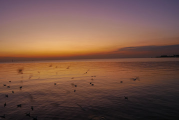 Seagulls are flying and the sunset in the sea.	