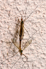 basic instinct mosquito mating