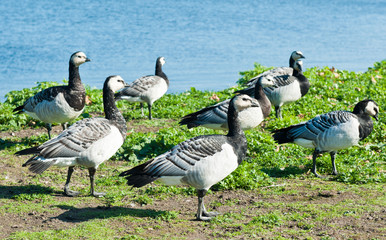 Barnacle geese (Branta leucopsis) on green grass near sea shore