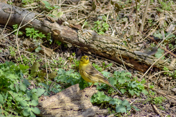Blick auf einen kleinen Vogel der sich auf dem Waldboden befindet