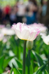 Field with blooming white with pink rough edges of tulips close-up.
