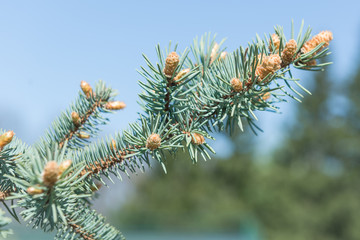 Sprig of young spruce against the background of spring blue sky.