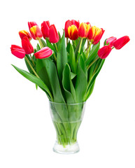 fresh tulips flowers