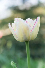 A fragrant white tulip with a pink border close-up.