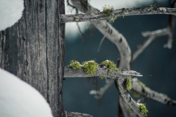 Mossy tree in the snow