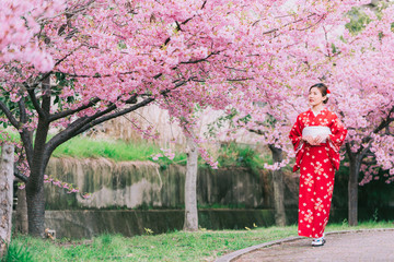 Asian woman wearing kimono with cherry blossoms,sakura in Japan.