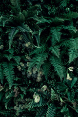 Beautiful nature background of vertical garden with tropical green leaf