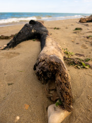 A piece of long wooden burnt branch laying on the sand along the coastline. Environment pollution in the summer