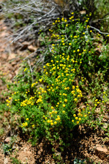 Arizona Wildflowers 2019