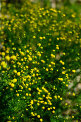 Arizona Wildflowers 2019