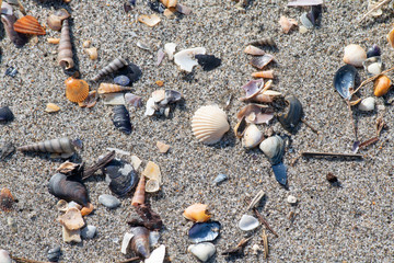 Coquillages sur la plage
