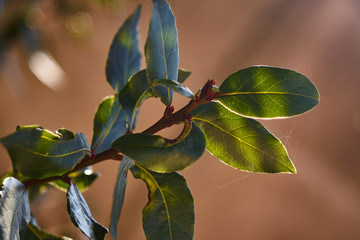Light behind leaves