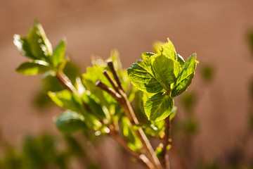 New green leaves in spring