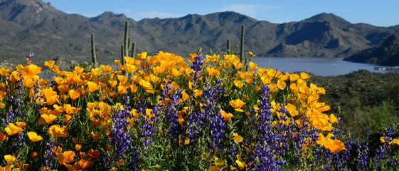 Plexiglas foto achterwand Arizona Wildflowers 2019 © David Pool Photo
