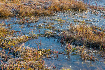 sunrize in the swamp