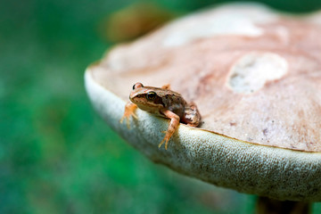 The little frog sits on a large mushroom. Forest, close-up.