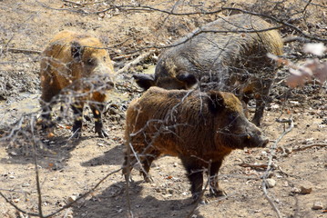 wild boars in theforest