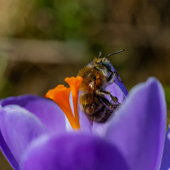 bee collecting nectar and pollen sitting on a flower of a decorative crocus in the garden. Web banner.