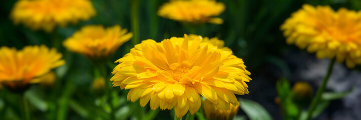 Flowers marigold decorative in the garden on a blurred green background. Web banner.