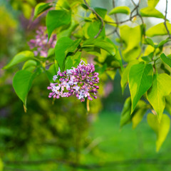 Blooming inflorescence of lilac flowers on the background of the garden in the evening.  Web banner.