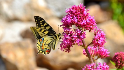 Beautiful Mediterranean Butterfly