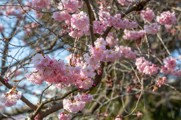Cherry Blossom