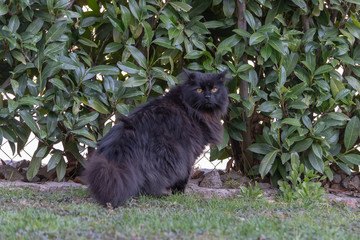 Naklejka na ściany i meble Schwarze Katze im grünen Gras