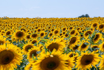 Obraz premium Plantation of sunflowers in the countryside of Castilla