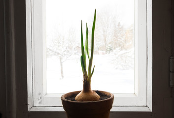 Close-up view of spring onion leaves and bulb(Allium cepa L) in clay flower pot in early spring on window sill, white winter outdoors. 
