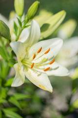 Fototapeta na wymiar white lily 