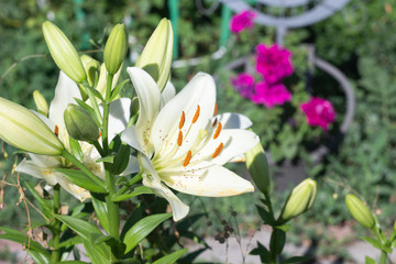 white lily