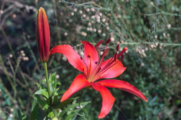 red lily