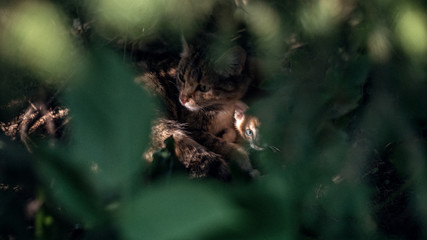 cats family relaxing in shadow under tree in garden