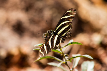 Fototapeta na wymiar Mariposa posada en planta