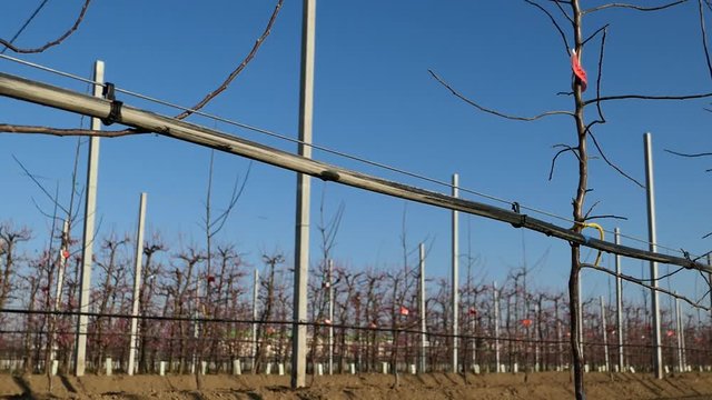 Irrigazione a goccia frutteto