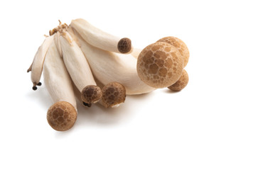 Shimeji mushrooms
