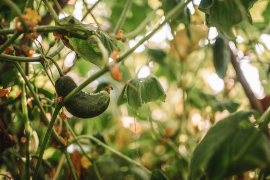 growing cucamber harvest in farm garden