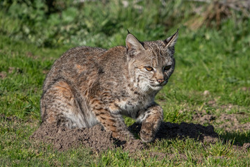 Naklejka na ściany i meble A wild Bobcat (Lynx rufus) hunts for its next meal near a gopher hole, at a local park in the hills of Monterey, California. 