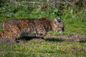 Obraz premium A wild Bobcat (Lynx rufus) hunts for its next meal near a gopher hole, at a local park in the hills of Monterey, California. 