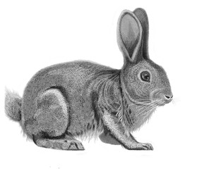 White rabbit graphics, tattoo