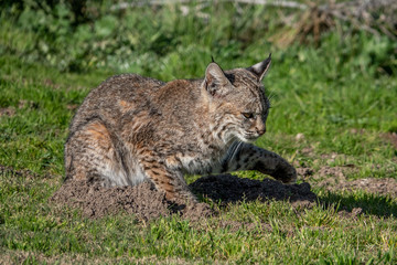 A wild Bobcat (Lynx rufus) hunts for its next meal near a gopher hole, at a local park in the hills of Monterey, California. 