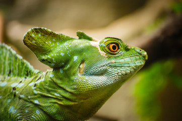 Green basilisk lizard. Close-up view of a green Plumed basilisk (Basiliscus plumifrons). Detail of the eye and mouth of green reptile. Background out of focus.
