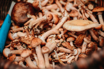 big mushrooms harvest in wicker basket