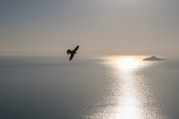 Obraz premium Rapace dans le soleil au dessus de la mer