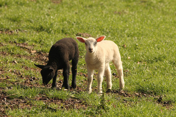 a black and white lamb together in the meadow in springtime