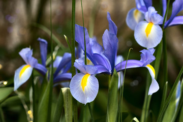 Blue Iris from my garden